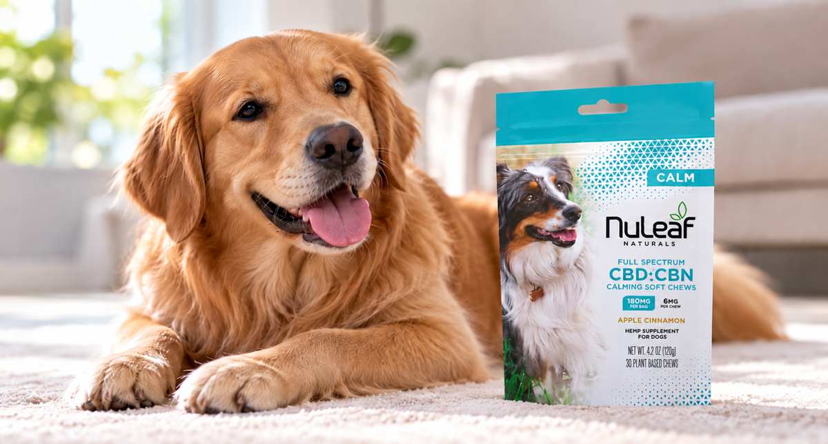 Best CBD for Dogs with Reactive Behaviour: Our Picks and the Routine That Makes Them Count