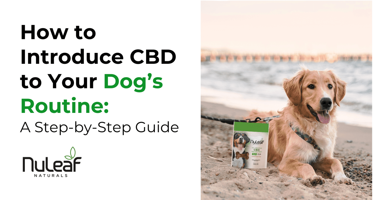 CBD for Dogs: How to Start & Dosage Guide
