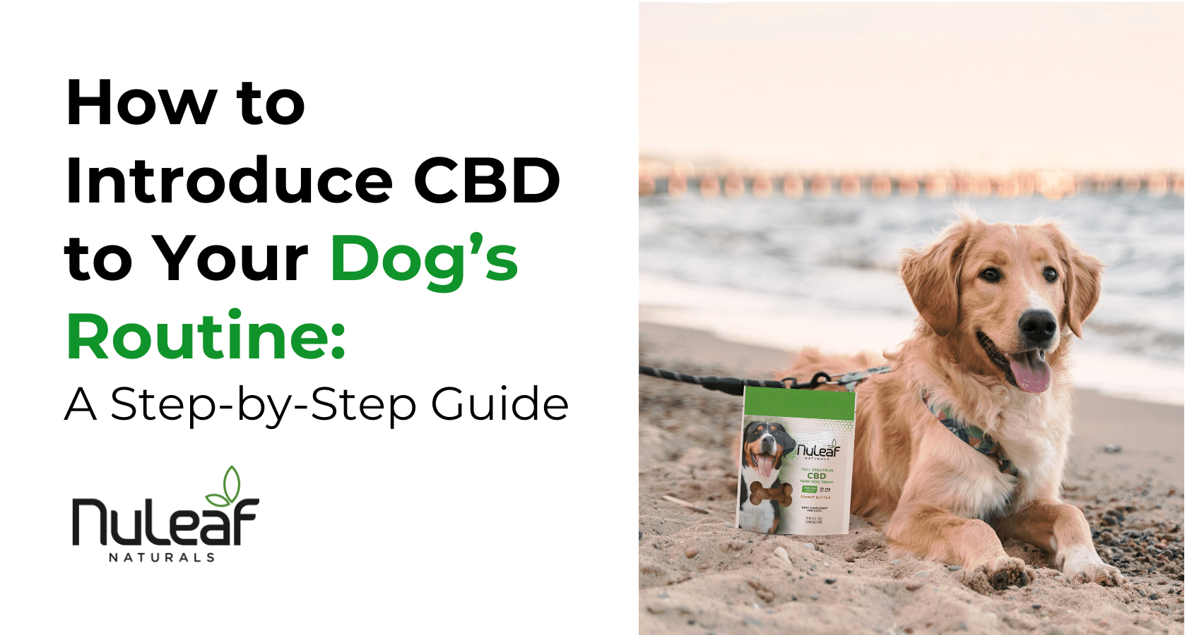 How to Introduce CBD to Your Dog’s Routine: A Step-by-Step Guide