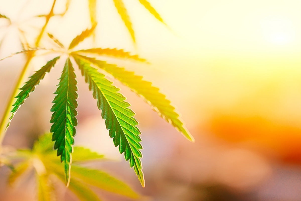 hemp leaf with a sunset background