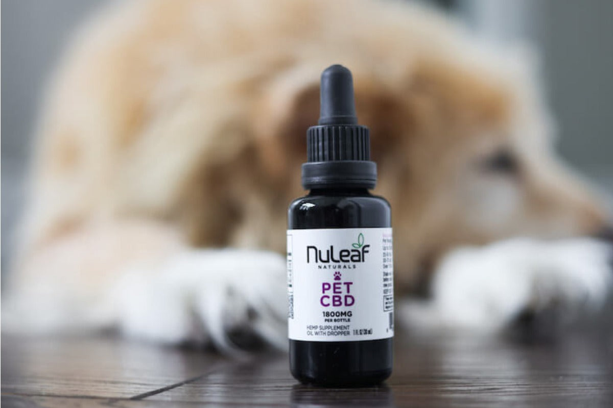 Pet CBD: Complete Guide to Giving CBD to Dogs, Cats, and More