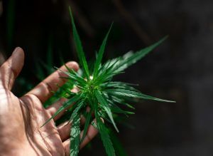 human hand holding a cannabis plant
