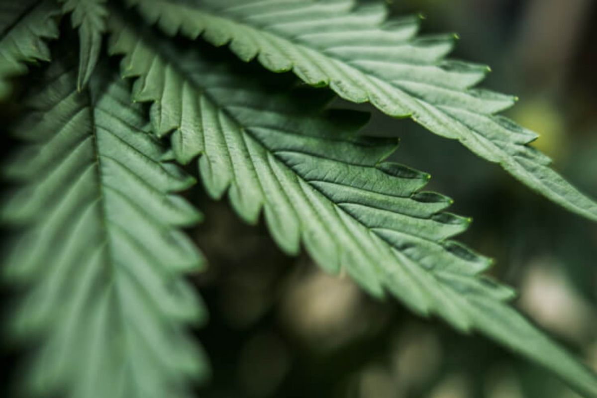 cannabis plant closeup