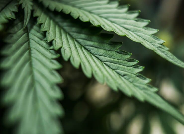 cannabis plant closeup