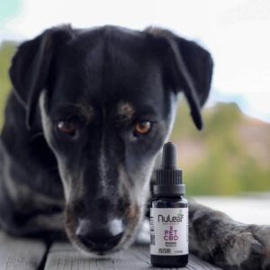 black dog next to a bottle of pet cbd oil