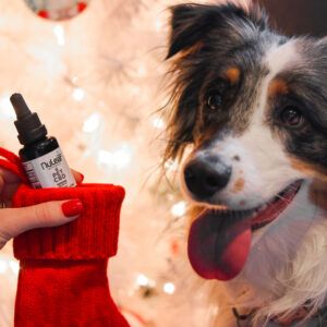 dog being given pet cbd oil as a stocking stuffer