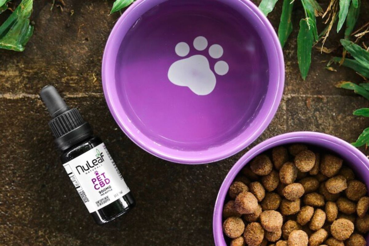 cbd oil for pets next to a bowl of dog food