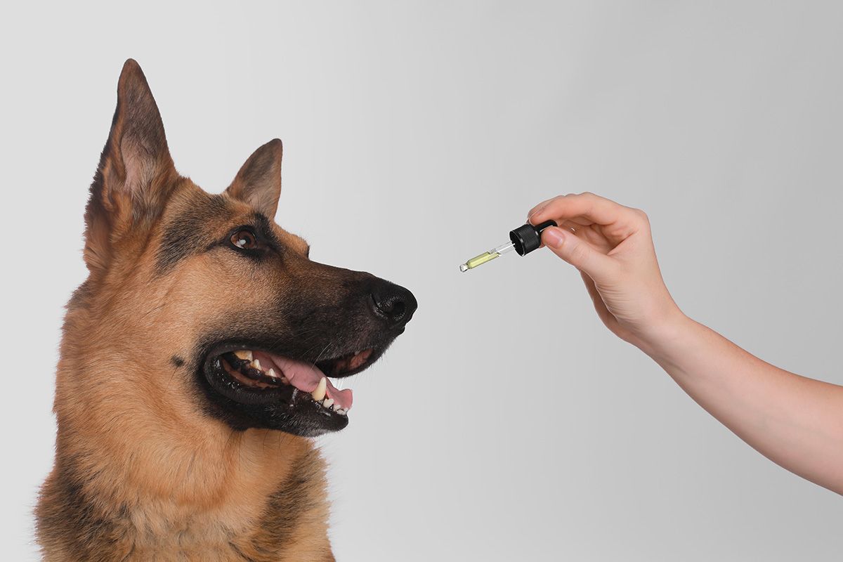 cbd oil being given to german shepherd dog
