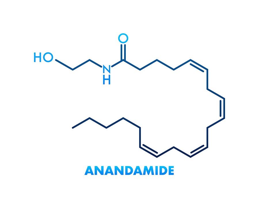 anandamide chemical structure