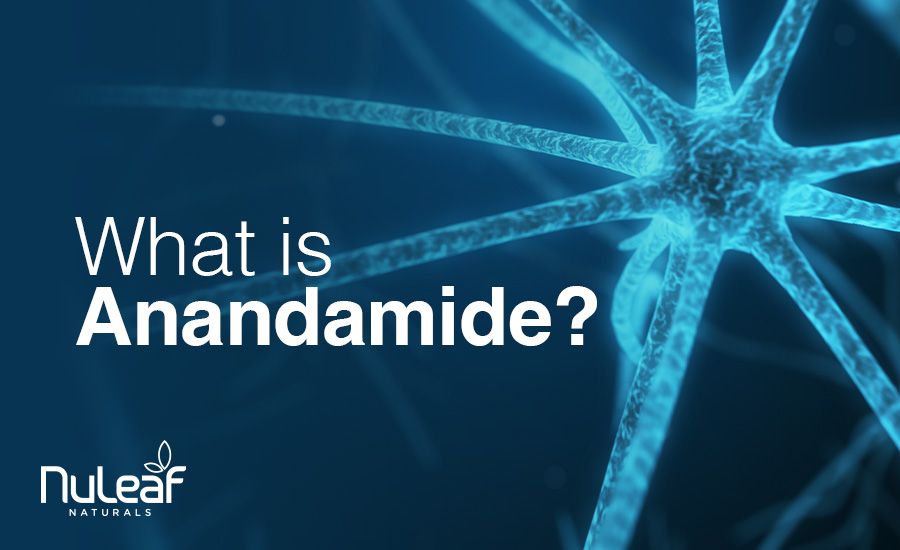 what is anandamide