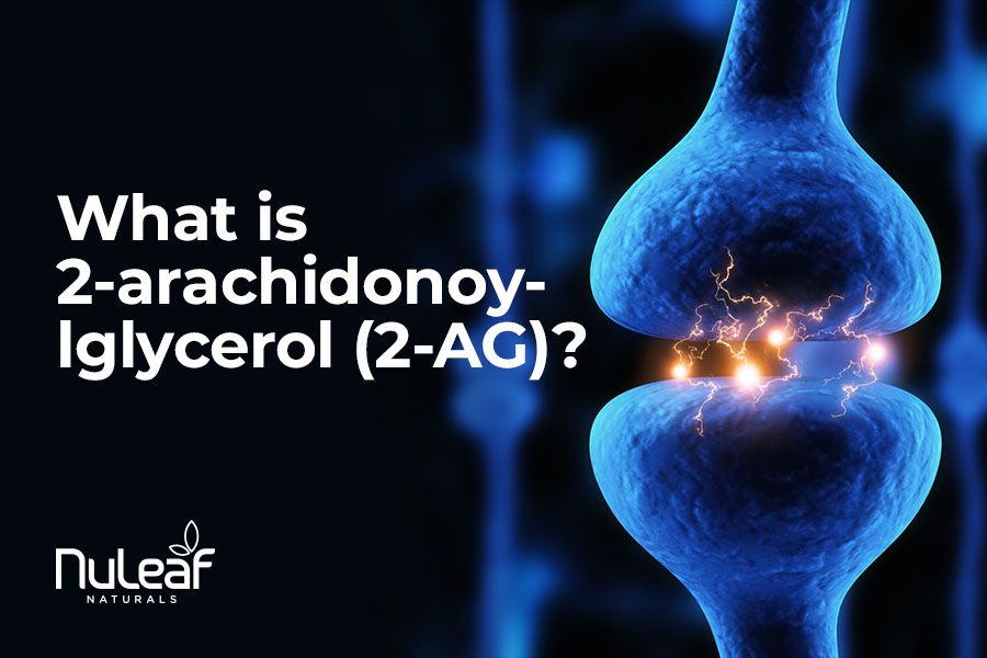 what is 2-arachidonoylglycerol